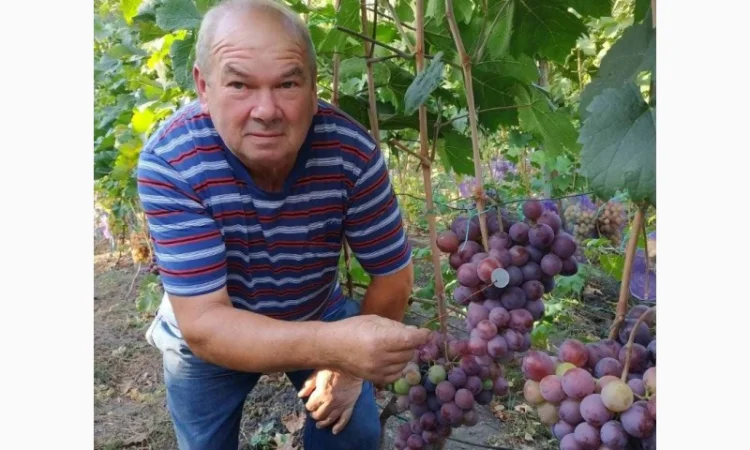 Виноград - фото № 2