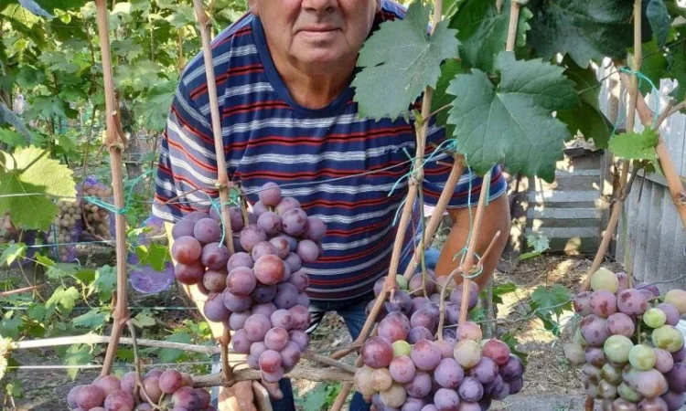 Виноград - фото № 3