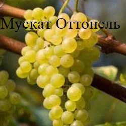 Винные привитые сорта винограда - фото № 2