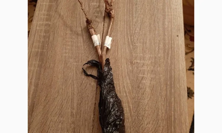 Винные привитые сорта винограда - фото № 4