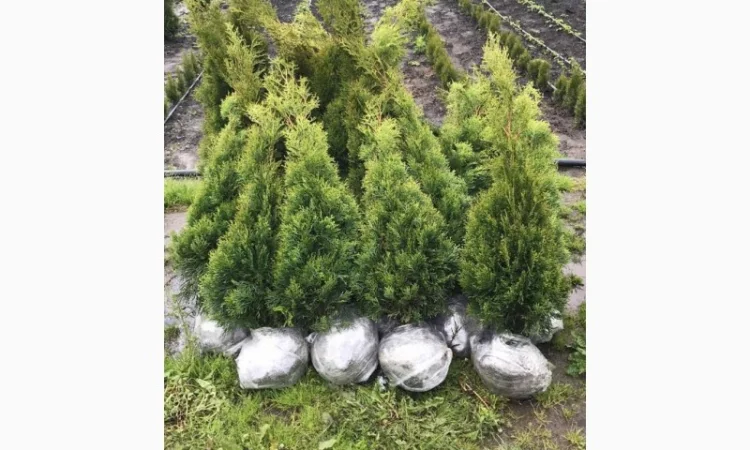 Туя Смарагд 1 метр - фото № 1