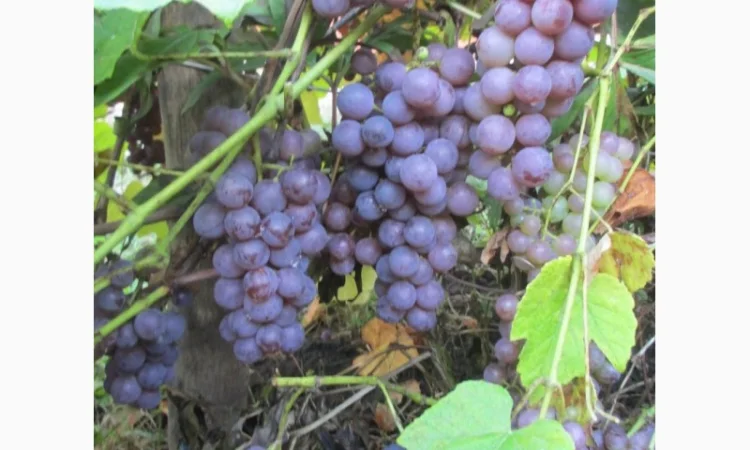 Продам саженцы винограда Американского "Юпитер" бескосточкового - фото № 1