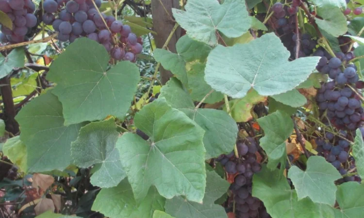 Продам саженцы винограда Американского "Юпитер" бескосточкового - фото № 3