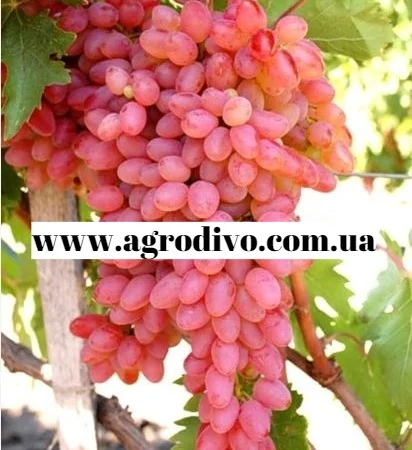 Саженцы столовых сортов винограда в питомнике "Агродиво" - фото № 1