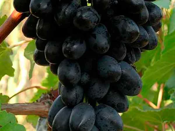 Саженцы столовых сортов винограда в питомнике "Агродиво" - фото № 10