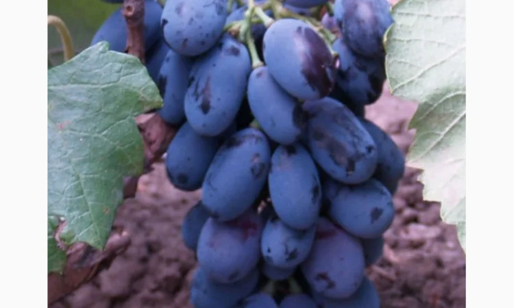 Саженцы столовых сортов винограда в питомнике "Агродиво" - фото № 11