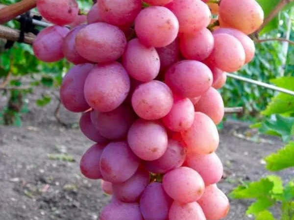 Саженцы столовых сортов винограда в питомнике "Агродиво" - фото № 2