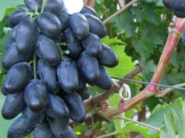 Саженцы столовых сортов винограда в питомнике "Агродиво" - фото № 4