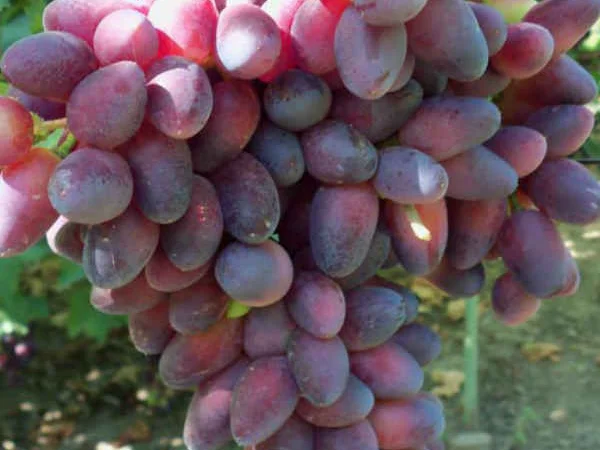 Саженцы столовых сортов винограда в питомнике "Агродиво" - фото № 7