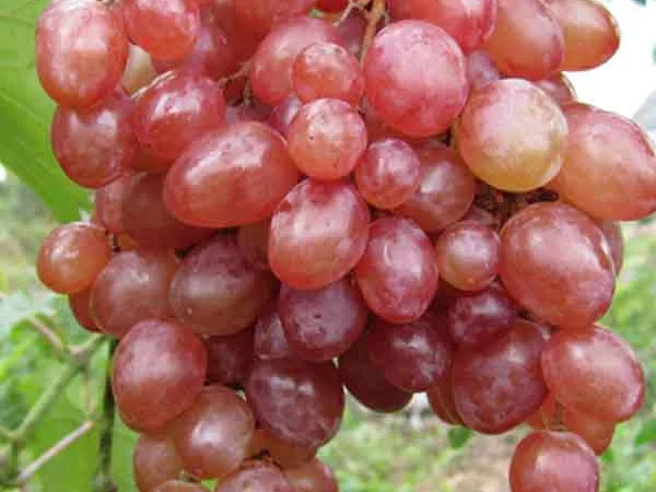 Саженцы столовых сортов винограда в питомнике "Агродиво" - фото № 9