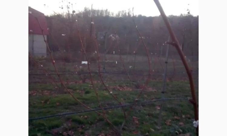 Продам виноград Молдова ( не саженцы) - фото № 1