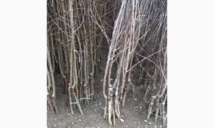 Фруктовые саженцы, виноградные саженцы для виноградников - фото № 10