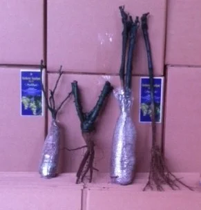 Фруктовые саженцы, виноградные саженцы для виноградников - фото № 9