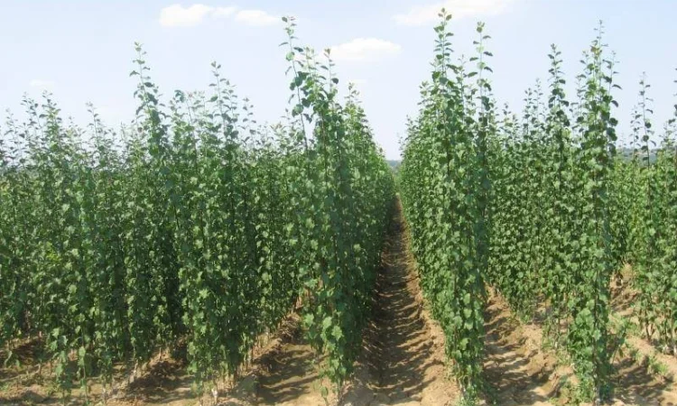 Фруктовые саженцы, виноградные саженцы для виноградников - фото № 5