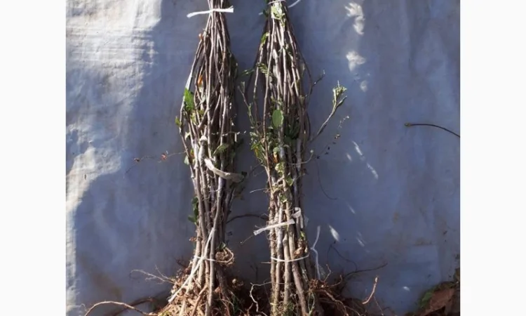 Фруктовые саженцы, виноградные саженцы для виноградников - фото № 4