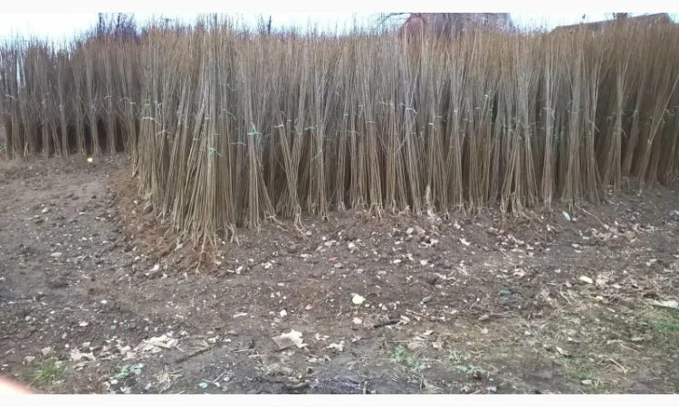 Фруктовые саженцы, виноградные саженцы для виноградников - фото № 3