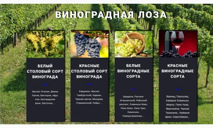 Фруктовые саженцы, виноградные саженцы для виноградников - фото № 17