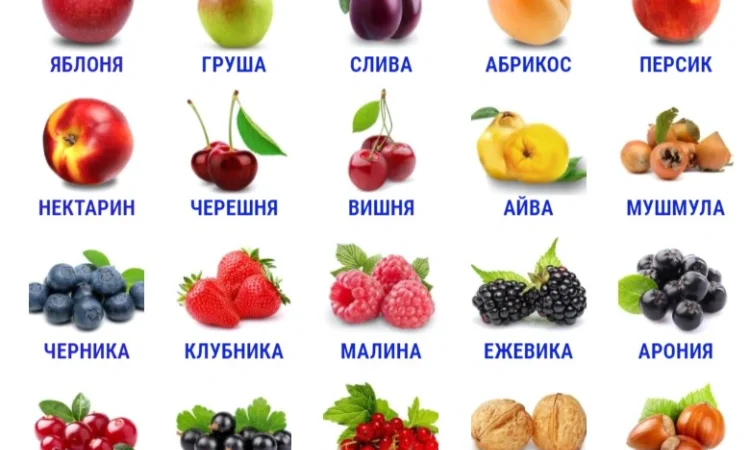 Фруктовые саженцы, виноградные саженцы для виноградников - фото № 16