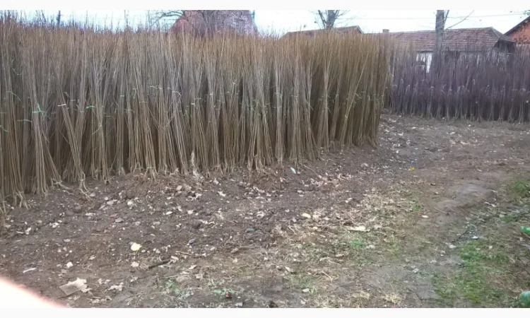 Фруктовые саженцы, виноградные саженцы для виноградников - фото № 15