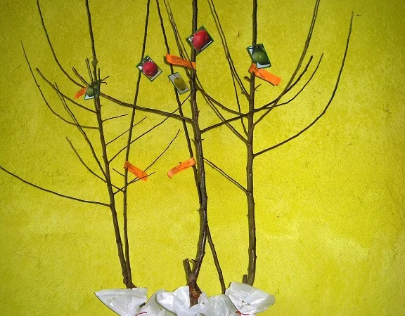 Фруктовые саженцы, виноградные саженцы для виноградников - фото № 14