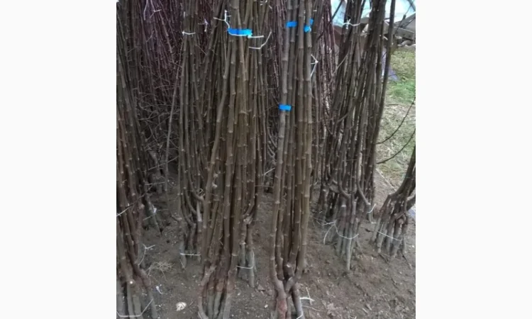 Фруктовые саженцы, виноградные саженцы для виноградников - фото № 13