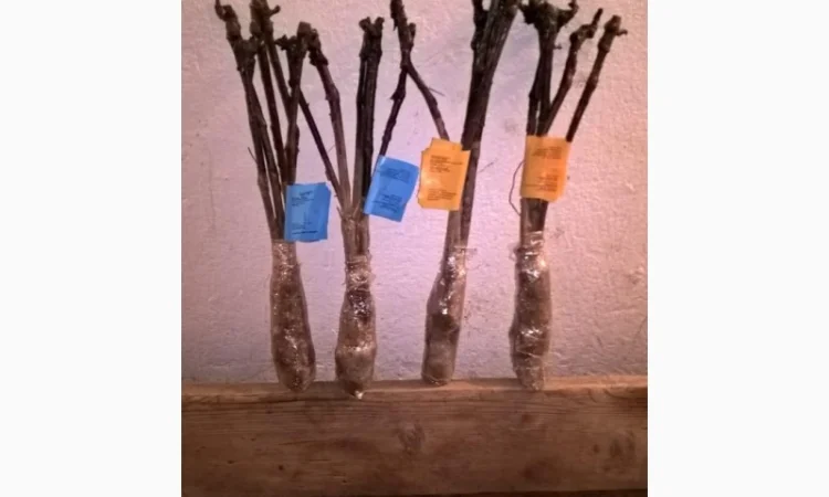 Фруктовые саженцы, виноградные саженцы для виноградников - фото № 12