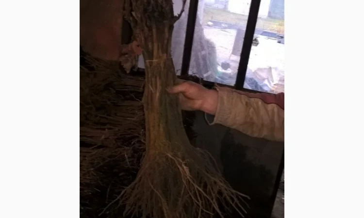 Фруктовые саженцы, виноградные саженцы для виноградников - фото № 11