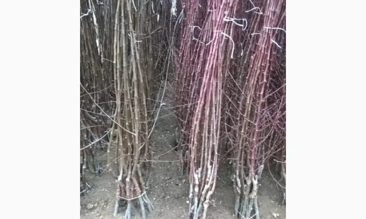 Фруктовые саженцы, виноградные саженцы для виноградников - фото № 2