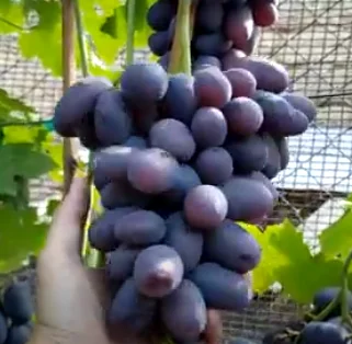 Саженцы столового и винного винограда с хорошими корнями - фото № 2