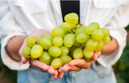 Саженцы винограда столовых и винных сортов - фото № 1