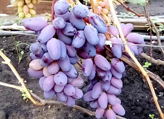 Купити саджанці винограду - найкращі сорти винограду поштою по Україні - фото № 1