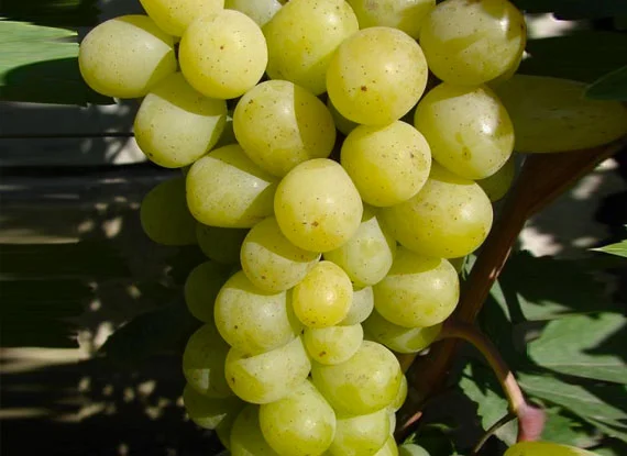 Купити саджанці винограду - найкращі сорти винограду поштою по Україні - фото № 16