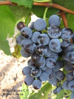 Продам саженцы винограда Изабелла Буффало - фото № 1