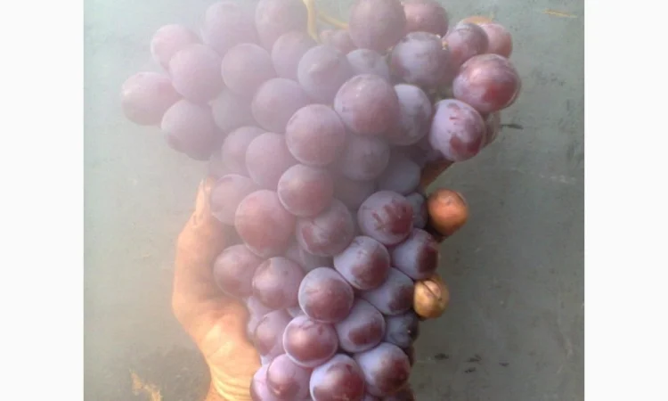 Продам собственно корневые саженцы изабеллы розовой крупноплодной - фото № 1