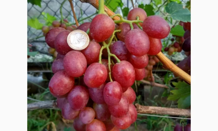 Еталонні саджанці районованих сортів винограду - фото № 1