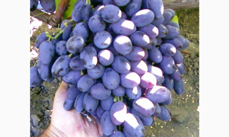 Еталонні саджанці районованих сортів винограду - фото № 2