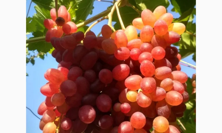 Еталонні саджанці районованих сортів винограду - фото № 3