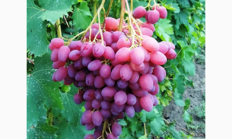 Еталонні саджанці районованих сортів винограду - фото № 4