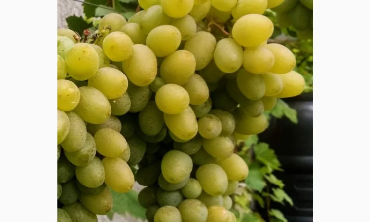 Еталонні саджанці районованих сортів винограду - фото № 1