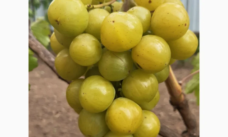 Еталонні саджанці районованих сортів винограду - фото № 6