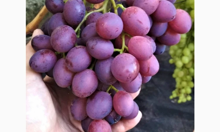 Еталонні саджанці районованих сортів винограду - фото № 2