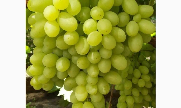 Саджанці винограду оптом від виробника.Доставка по Україні.50 грн - фото № 4