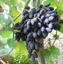 Саджанці винограду оптом від виробника.Доставка по Україні.50 грн - фото № 6