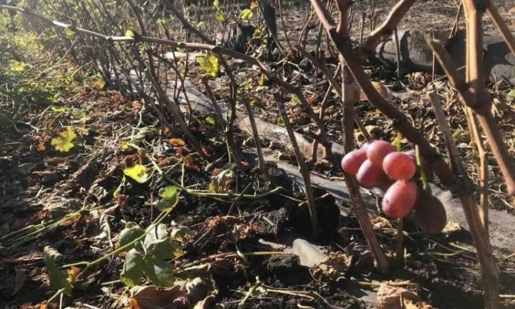Саджанці винограду оптом - фото № 1