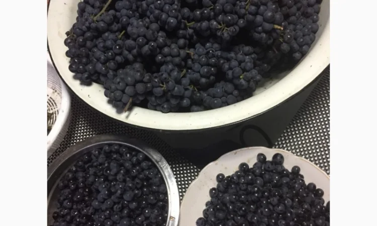 Продам саженцы технического(винного) винограда Пино Нуар в г.Сумы - фото № 2