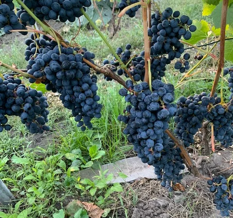 Продам вегетирующие корнесобственные саженцы винограда винных сортов - фото № 1