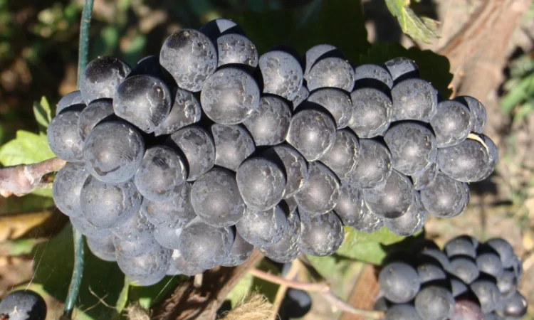 Продам вегетирующие корнесобственные саженцы винограда винных сортов - фото № 2