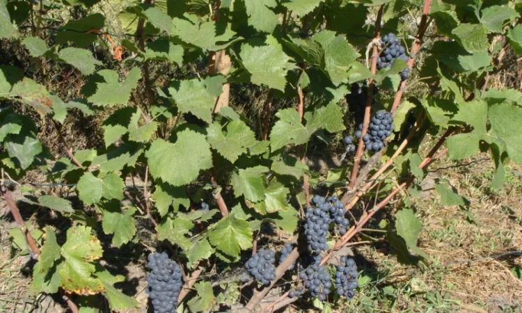 Продам вегетирующие корнесобственные саженцы винограда винных сортов - фото № 3