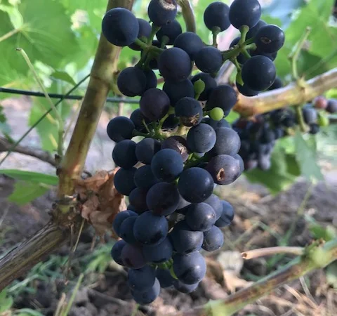 Продам вегетирующие корнесобственные саженцы винограда винных сортов - фото № 4