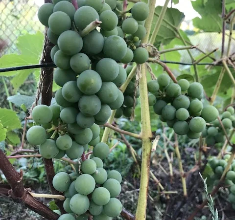 Продам вегетирующие корнесобственные саженцы винограда винных сортов - фото № 5